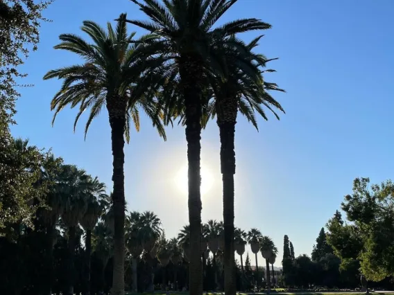 trees on campus