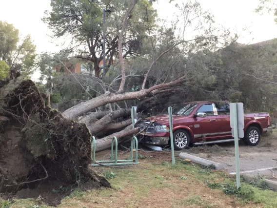 Uprooted tree on vehicle near Cochise Residence Hall