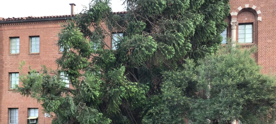 Uprooted tree near Yuma Residence Hall