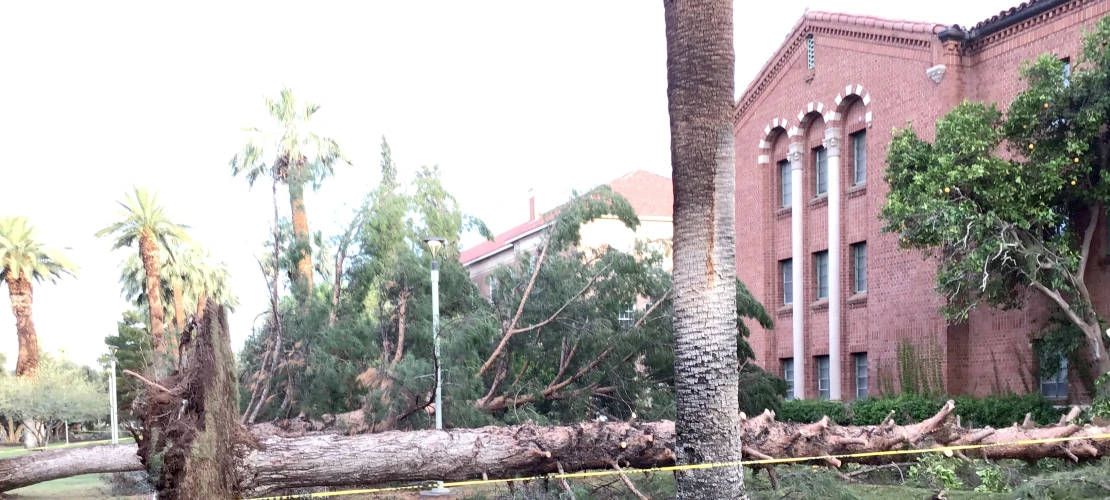 Uprooted and broken trees near Yuma Residence Hall
