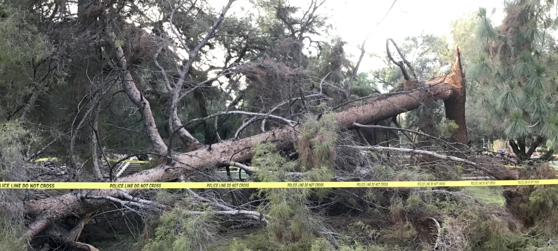Broken pine tree