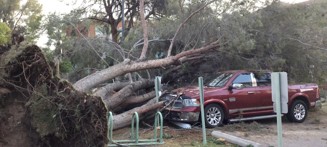Uprooted tree on vehicle near Cochise Residence Hall