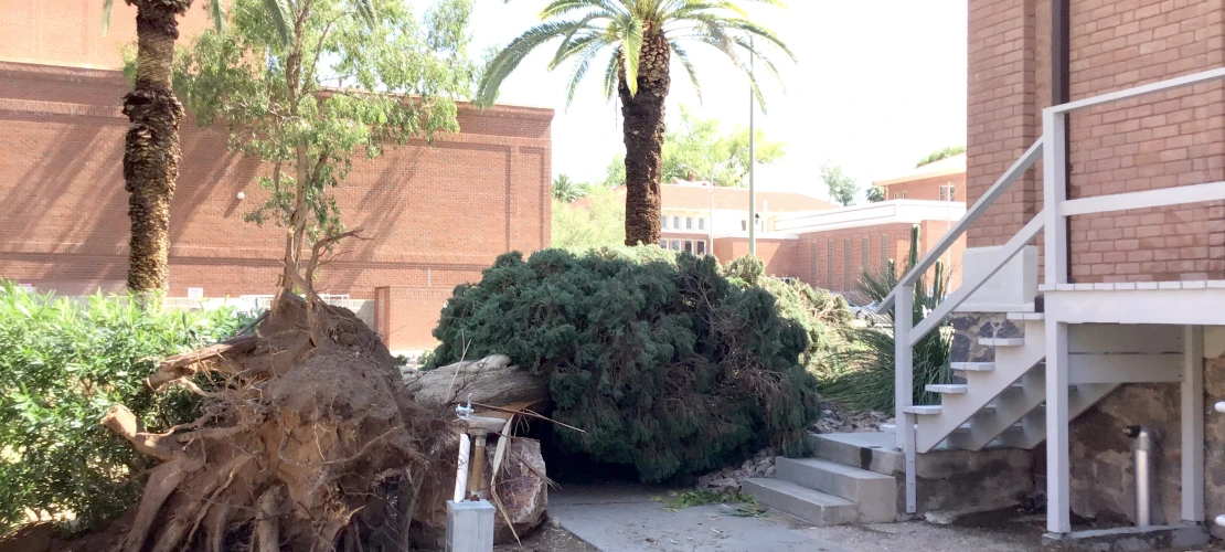 Fallen tree 
