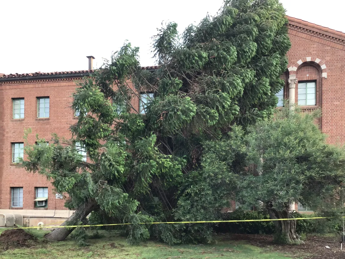 Uprooted tree near Yuma Residence Hall