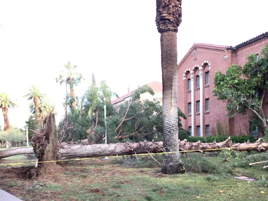 Uprooted and broken trees near Yuma Residence Hall