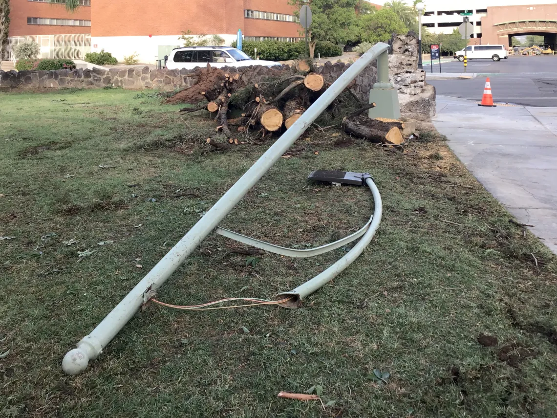 Streetlight pole knocked down by fallen tree 