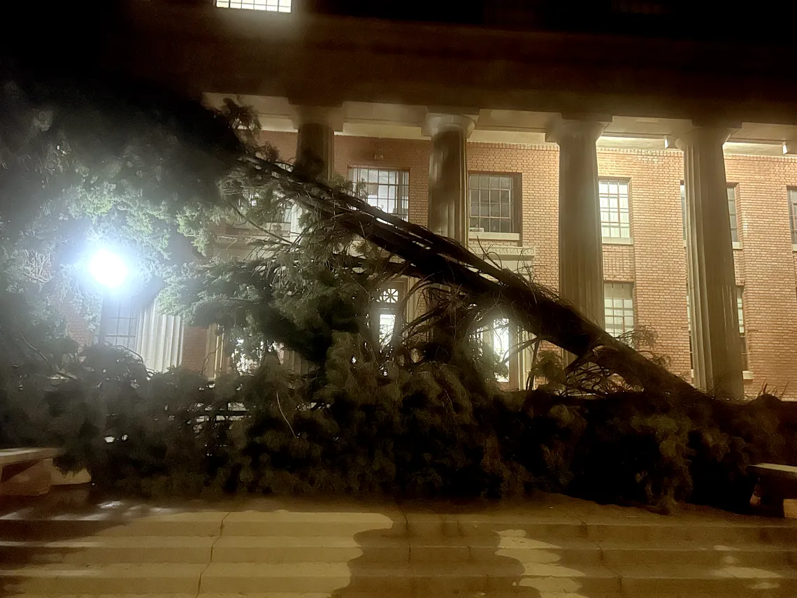 Two fallen trees across Old Engineering front porch