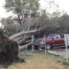 Uprooted tree on vehicle near Cochise Residence Hall